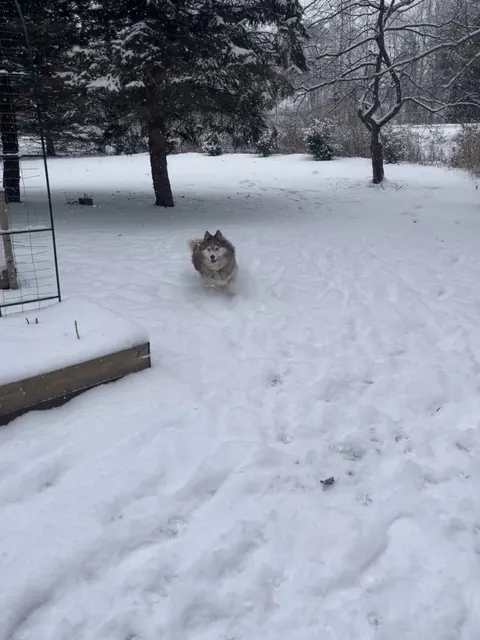 Aurora my lovely old lady turns 11 soon 