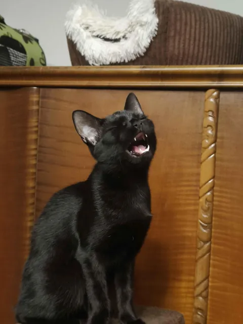 Ebony singing her heart out tonight