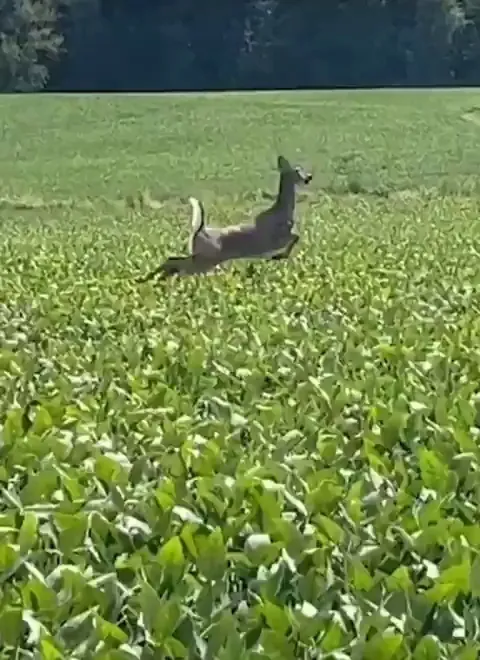 potoplom potoplom potoplom