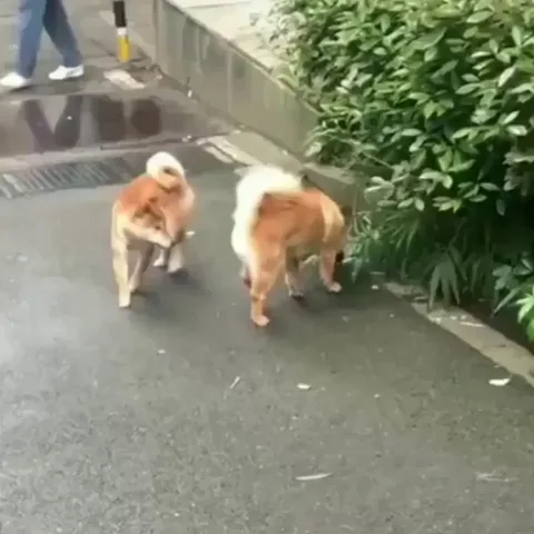 Some say they are still peeing to this very day.