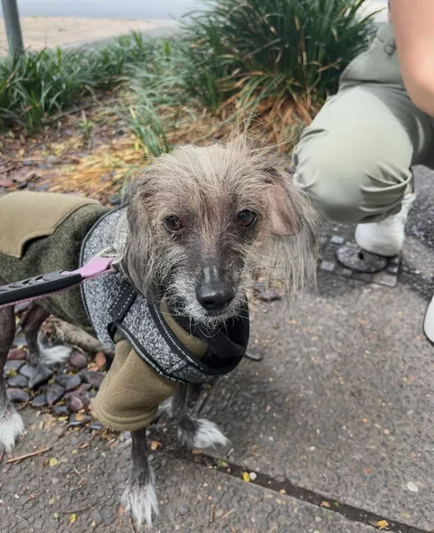 went for a walk with a friend and she came with this dog