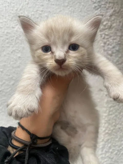 She is Kira and she looks at me with love after adopting her.