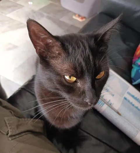 My cat Sauron when he was a smol void. Now he is 1 year old :)🖤