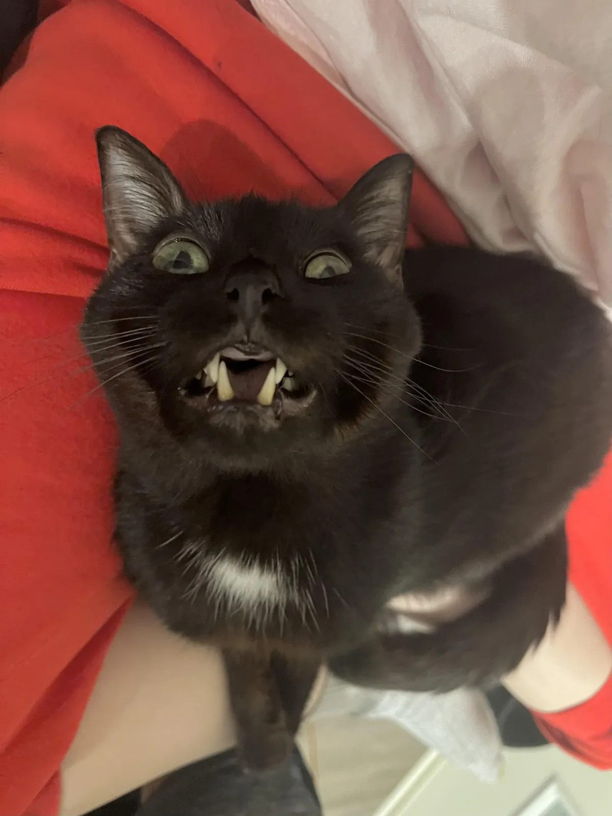 Cricket doing his best vampire impression