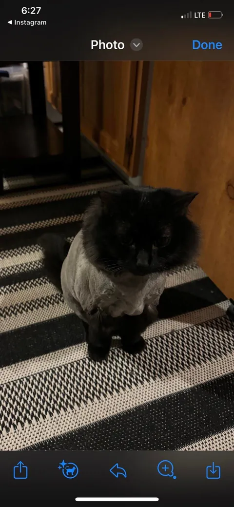 Share the worst haircut your cat has ever been given!