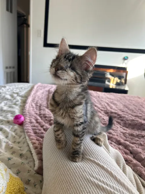 everybody say hello to our first girl cat! this is agnes and she is perfect in every way