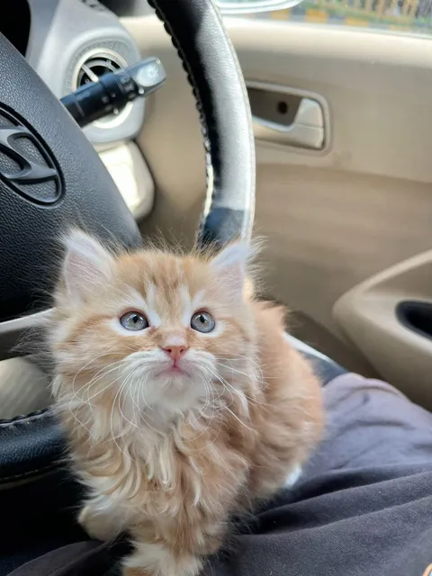 Baby’s first trip to the vet ❤️🐾