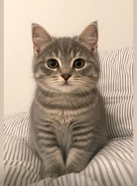 Meet my tiny tiger doesn’t he look like?