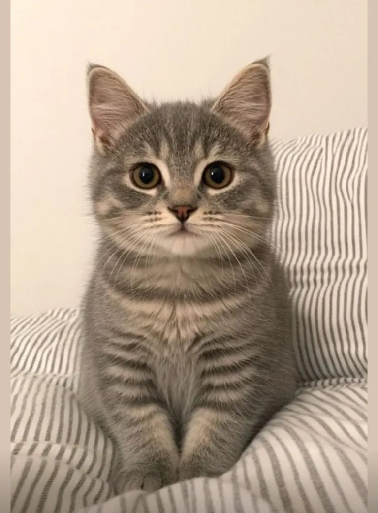 Meet my tiny tiger doesn’t he look like?