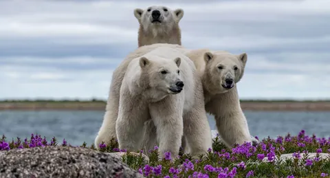 🔥family of Polar Bears among the fireweed