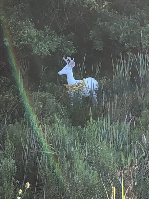 Albino deer I spotted walking into work last week