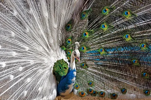 🔥 A leucistic (or partially albino) male peacock struts his stuff (Chi Lui)