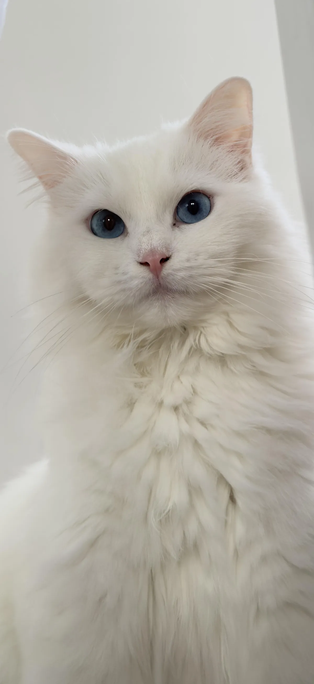 She always sits on the stairs, looking down on us.