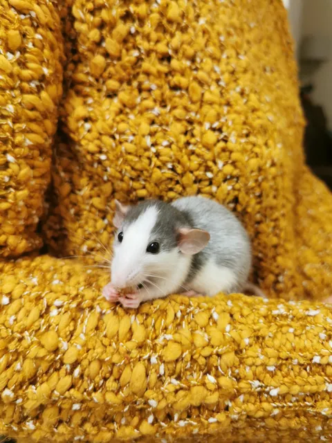 My boy Manki turned from black to white (ignore his big feet)