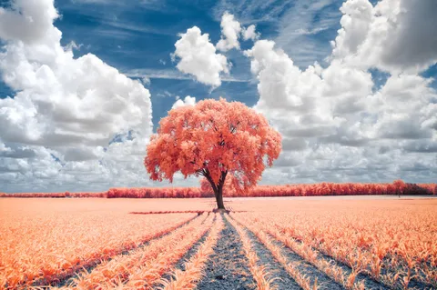 ITAP of a tree in infrared. 