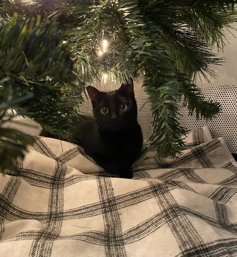 Throwback to Pearl’s first Christmas tree.