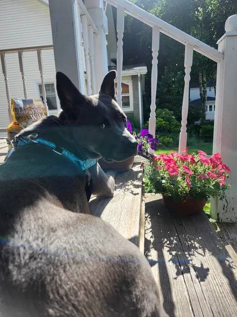A wonderful Fern (fka Lilly) update. Seeing her thrive with the family who found her through my posts makes me so happy.