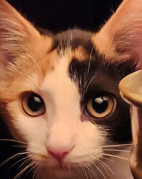 Introducing Baby Jessica