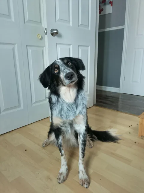 Real struggles of working from home 🥹🥰🐾