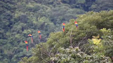 🔥 Macaws in Costa Rica