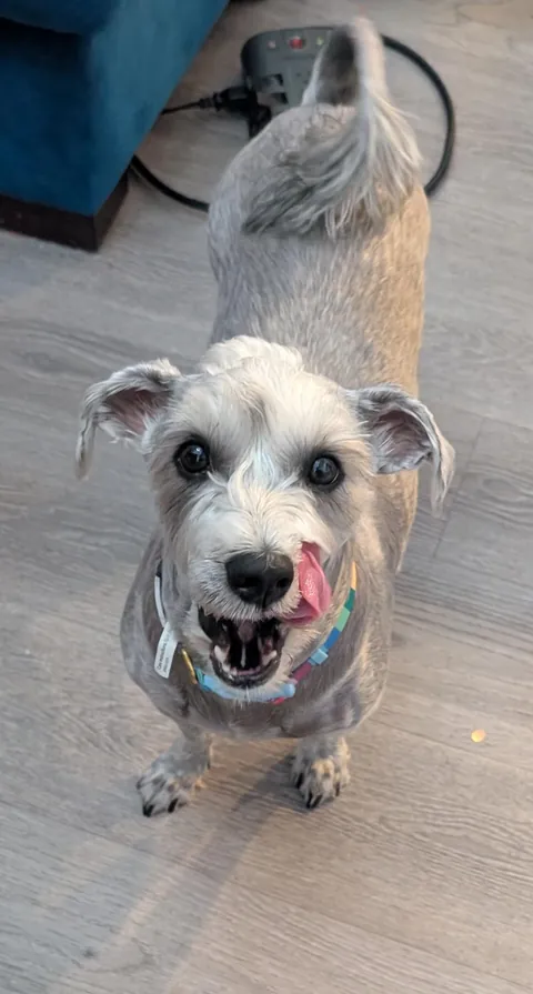 Never been so happy to find a chewed up headband - because it means our rescue pupper feels safe and confident here
