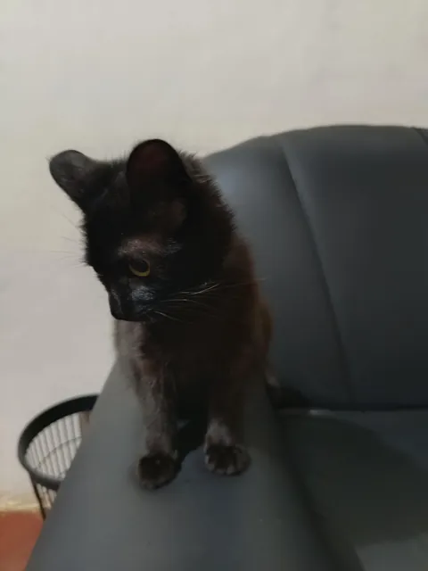 I adopted her 6 months ago, she's growing super well