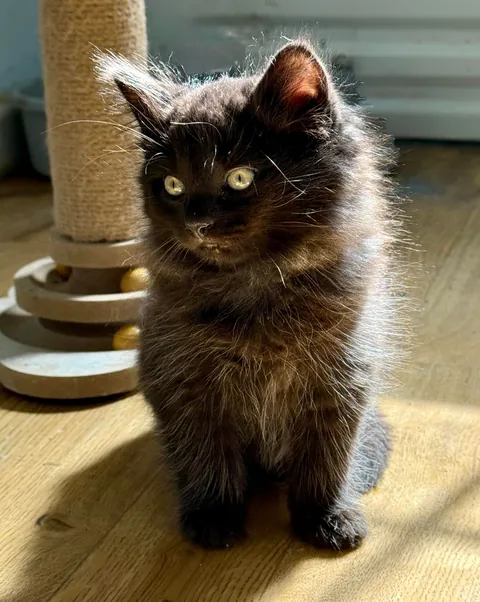 My new baby, Obsidian, Sid for short. 🖤