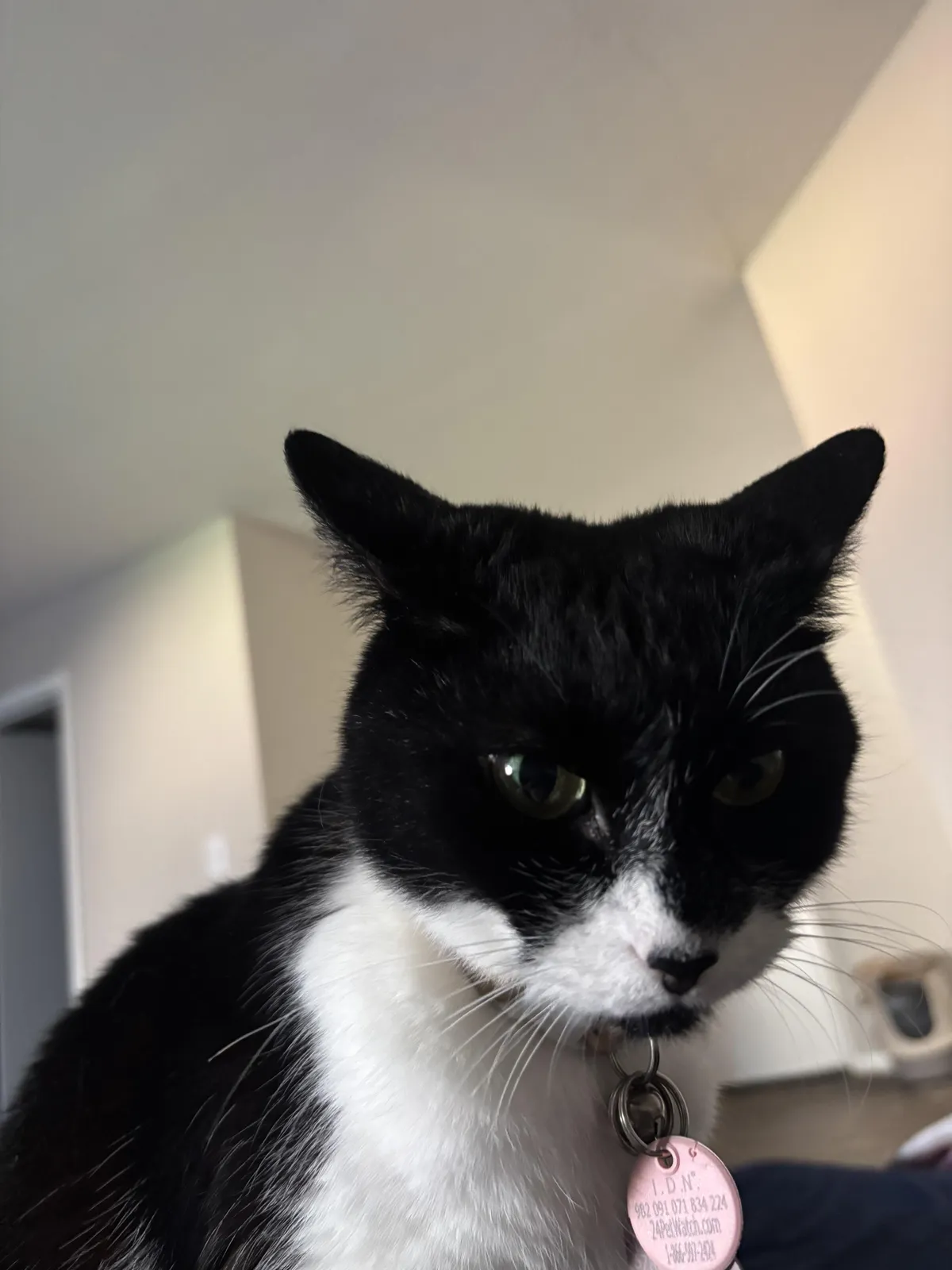 AITA for moving my (23F) cat’s (6F) head away from my chicken sandwich?