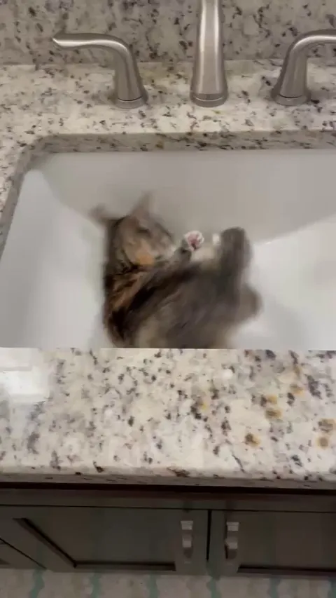 Meet Hermione! She is only 12 weeks old, and we just adopted her!