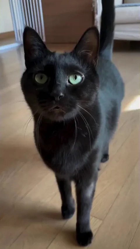 nothing cuter than a void meow 🖤