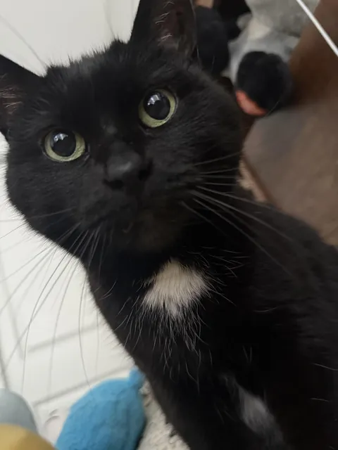 Jerry (12F) has learned that whenever I get home from a trip I take a nap. This is her “are we napping now?” face 😭🥹