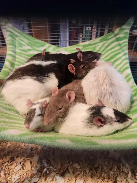 The snuggle pile when intros are going well 😭