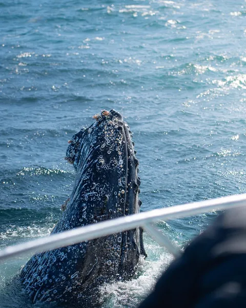 We spent a month in South Africa for our honeymoon. And we'd do it again. 