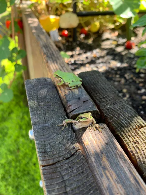 These silly guys have been a highlight of my summer 🐸