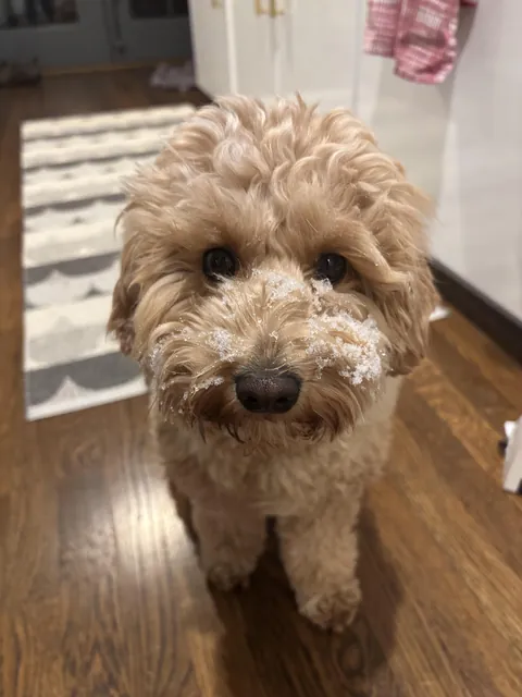 Cleo likes to stick her face directly into the snow.