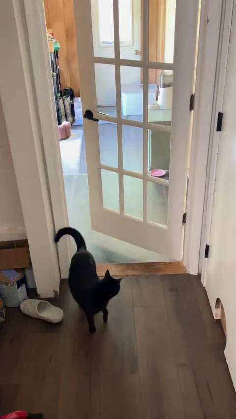 Why is my cat doing this?