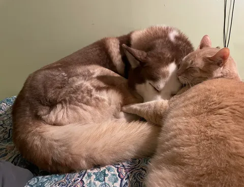I had my cat years before I brought my Husky into the family and I swear he thinks he’s his son