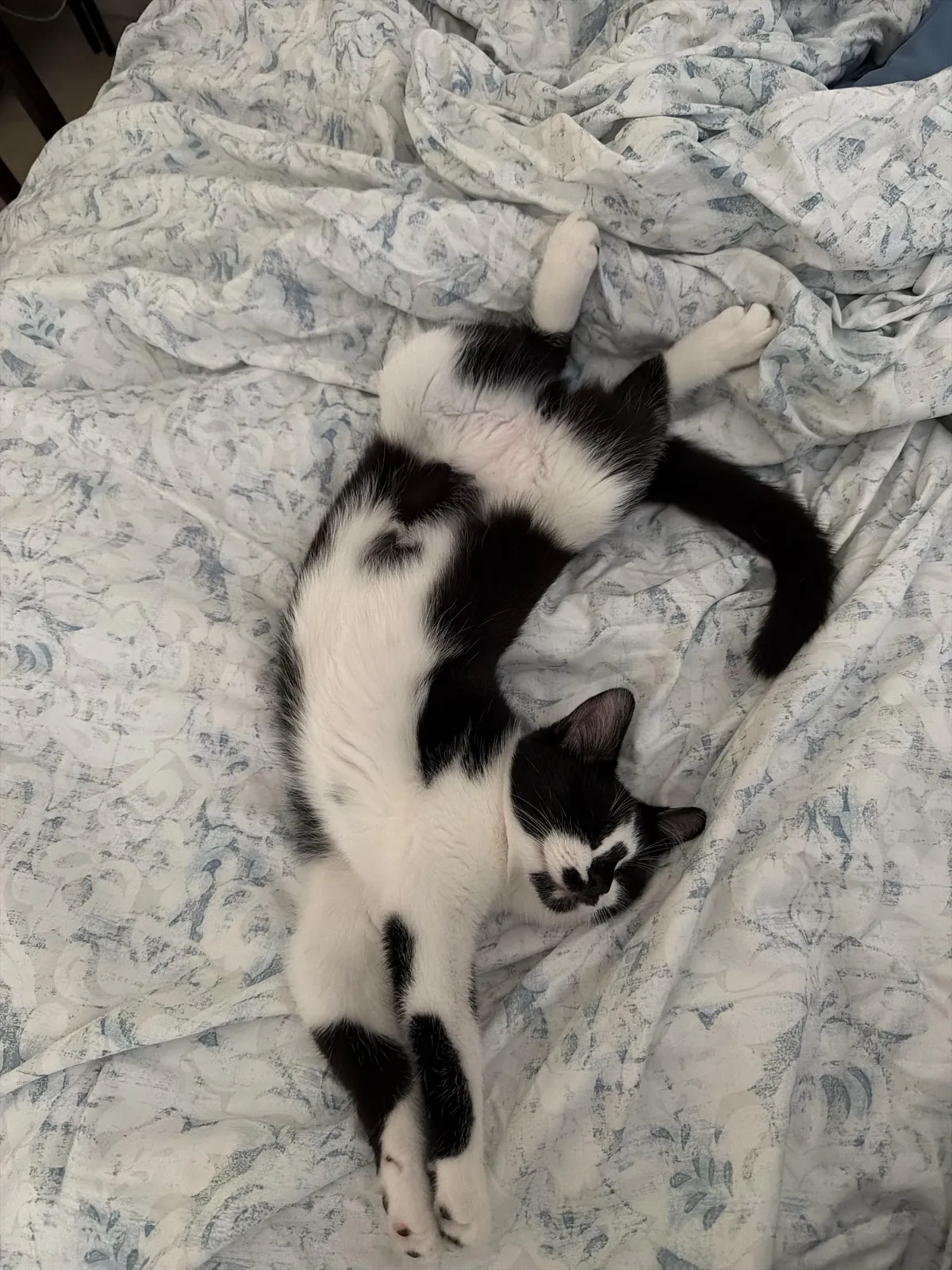 Was crying and my cat came to lay next to me🥺🥺