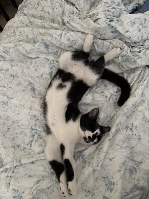 Was crying and my cat came to lay next to me🥺🥺