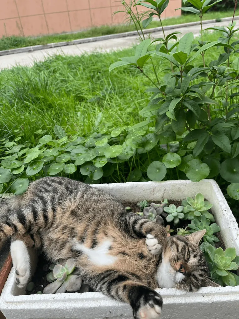 You’re just too cute to move... I’ll let you nap there for a while. 😂