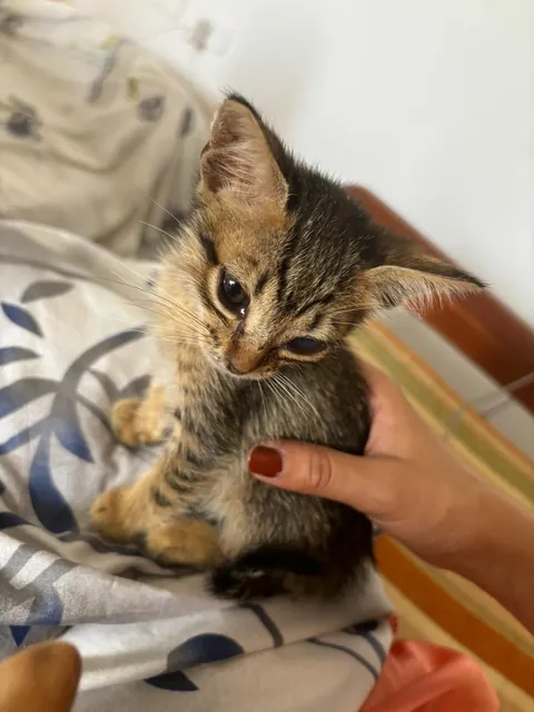 From the streets of Tunisia to the Alps, these two little rescued siblings finally found peace