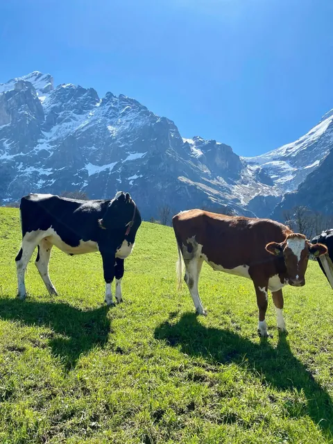 Jungfrau, Switzerland. May 2024