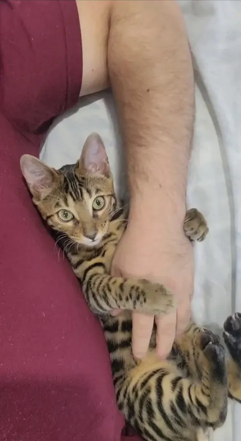 Why does he do this? Just playing or am I genuinely annoying him?