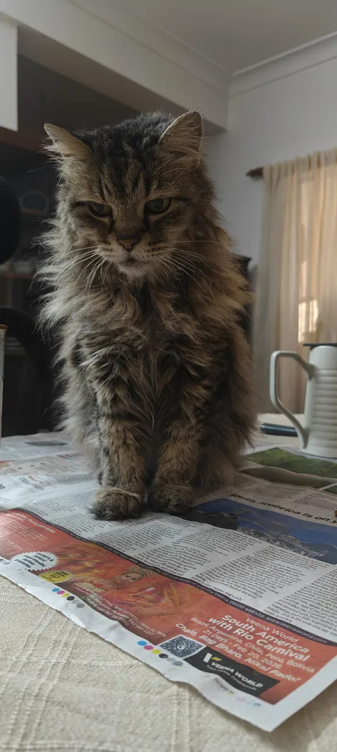 The GenZ Cat (20 years old)