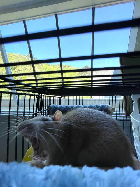 I’ve had a hard day… Please show me ur ugliest rat pics