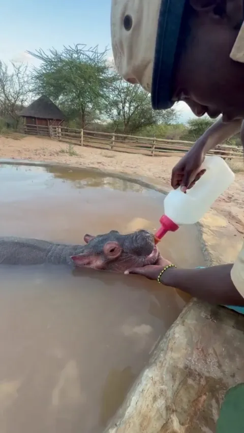 🔥 Bumpy, the latest baby hippo rescue at Sheldrick Trust, shows off his new aqua aerobics moves