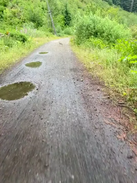 coyote pup rare find