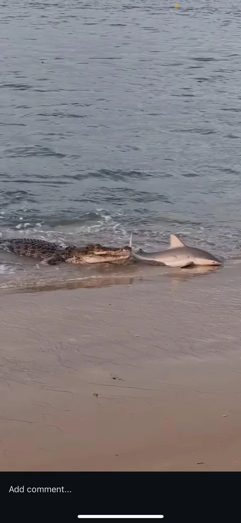Saltwater croc attempts to eat a shark