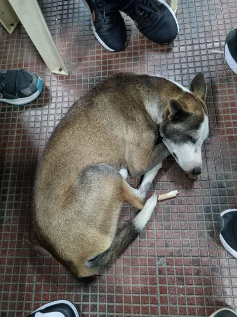 Pupper likes sleeping when we sit in a circle around him [OC]