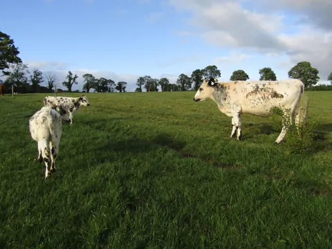 Here are a bunch of pictures of Custard and Cream hanging out with each other! These girls are always together.